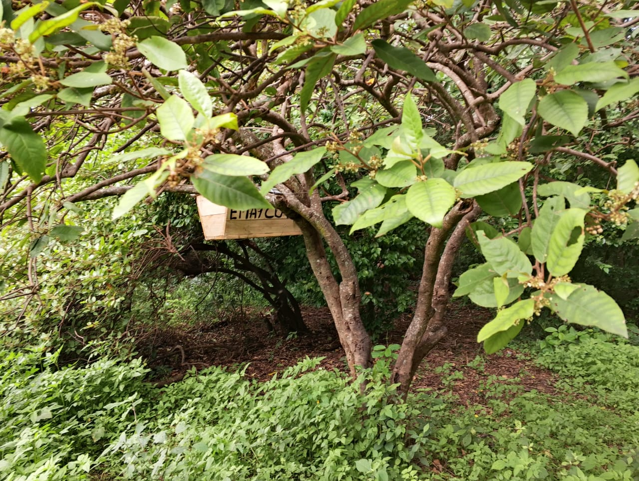 Wooden beehive positioned among dense green vegetation at Ditchwe