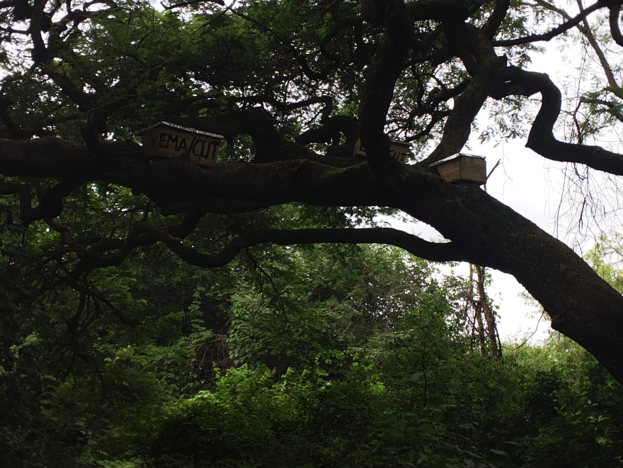 Several wooden beehives positioned in a mature tree at Ditchwe